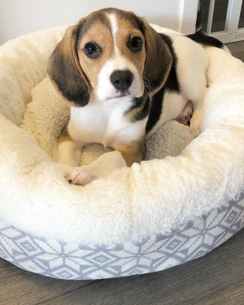 Available Puppies – markbeagleshome.com