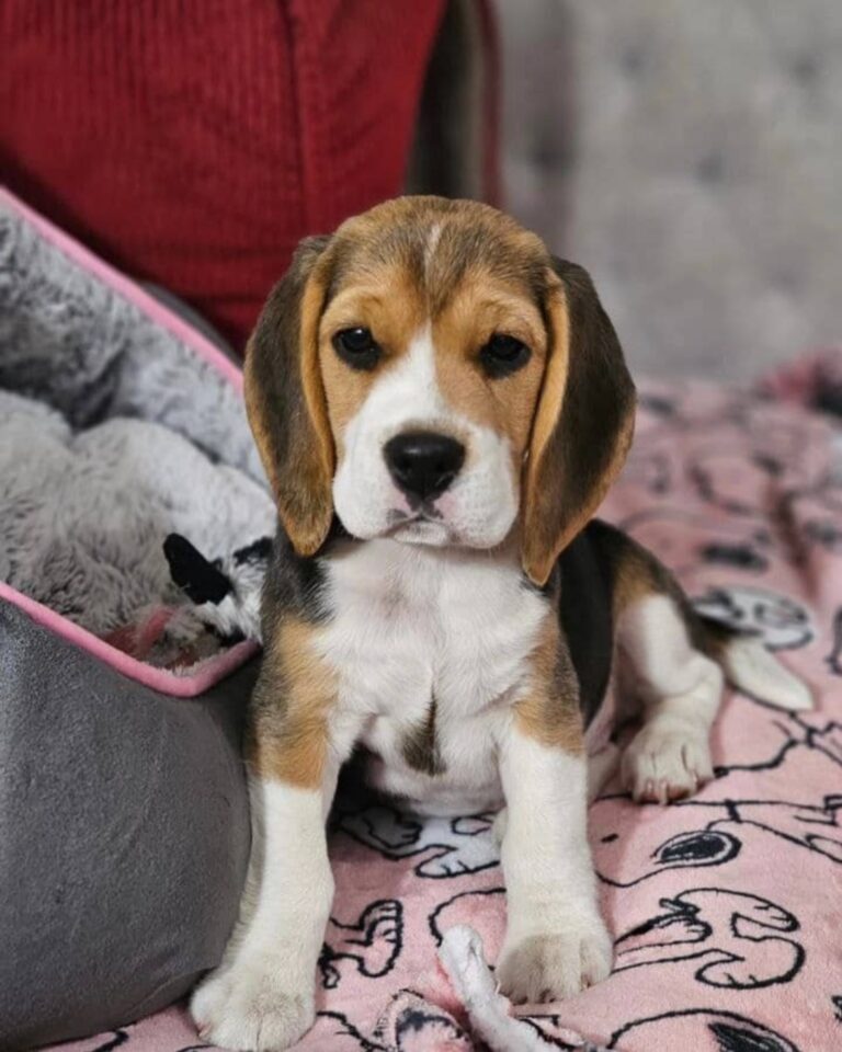 Available Puppies – markbeagleshome.com