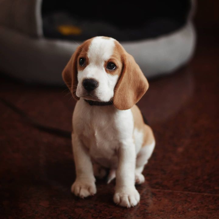 Available Puppies – markbeagleshome.com